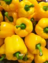 Capsicum Yellow